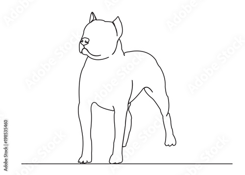 dog staff bull terrier