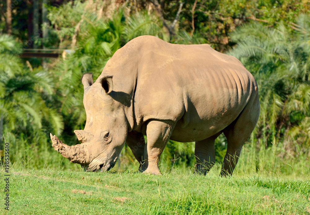 Fototapeta premium White rhinoceros (Ceratotherium simum)