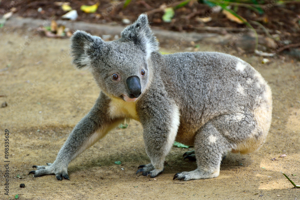Fototapeta premium Koala walking on the ground
