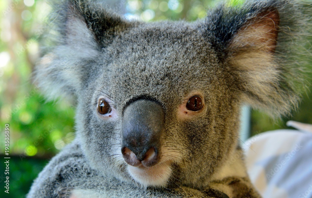 Naklejka premium Portrait of koala