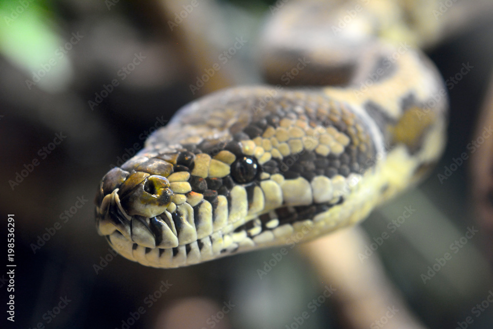 Obraz premium Darwin Carpet Python (Morelia spilota variegata)