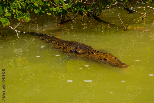 Crocodile swims in the river. Rio Lagartos, Yucatan, Mexico photo