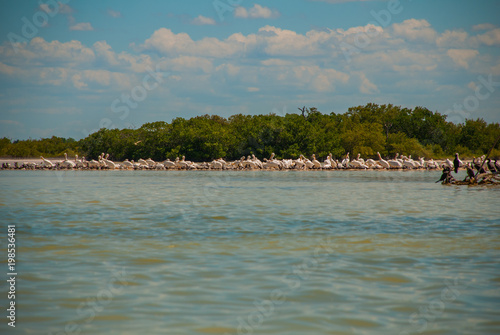 Black birds on a broken tree in the water and white pelicans in dalike. Rio Lagartos, Mexico. Yucatan photo