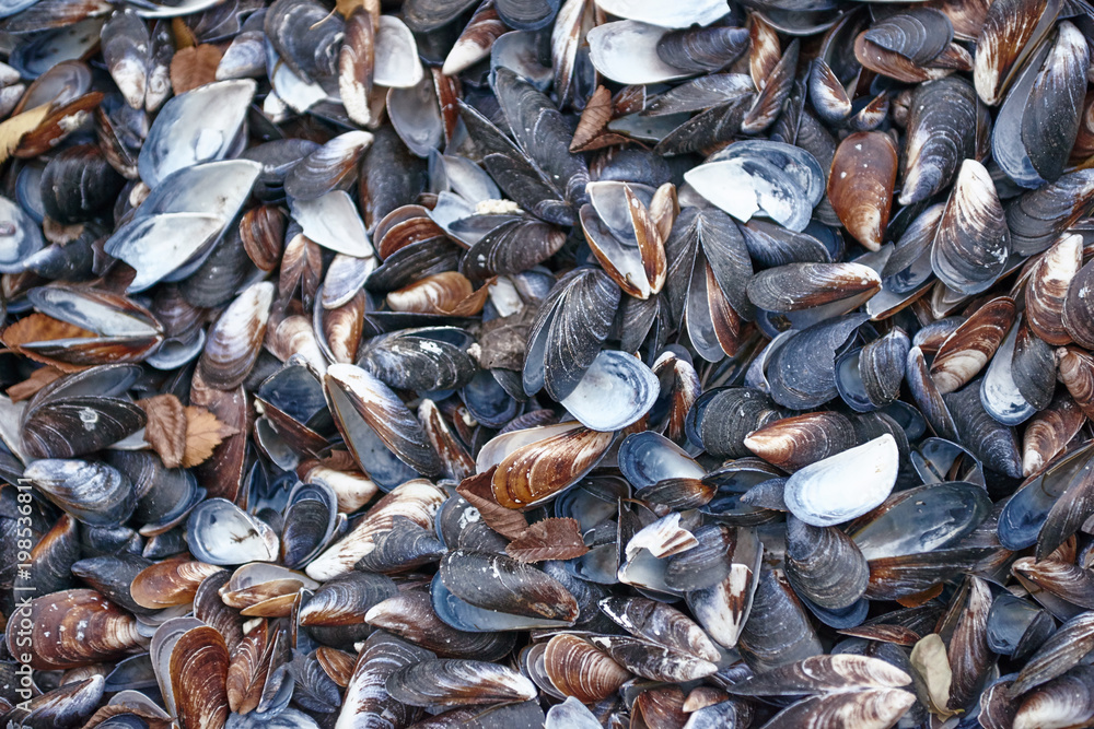 Background of mussels covering