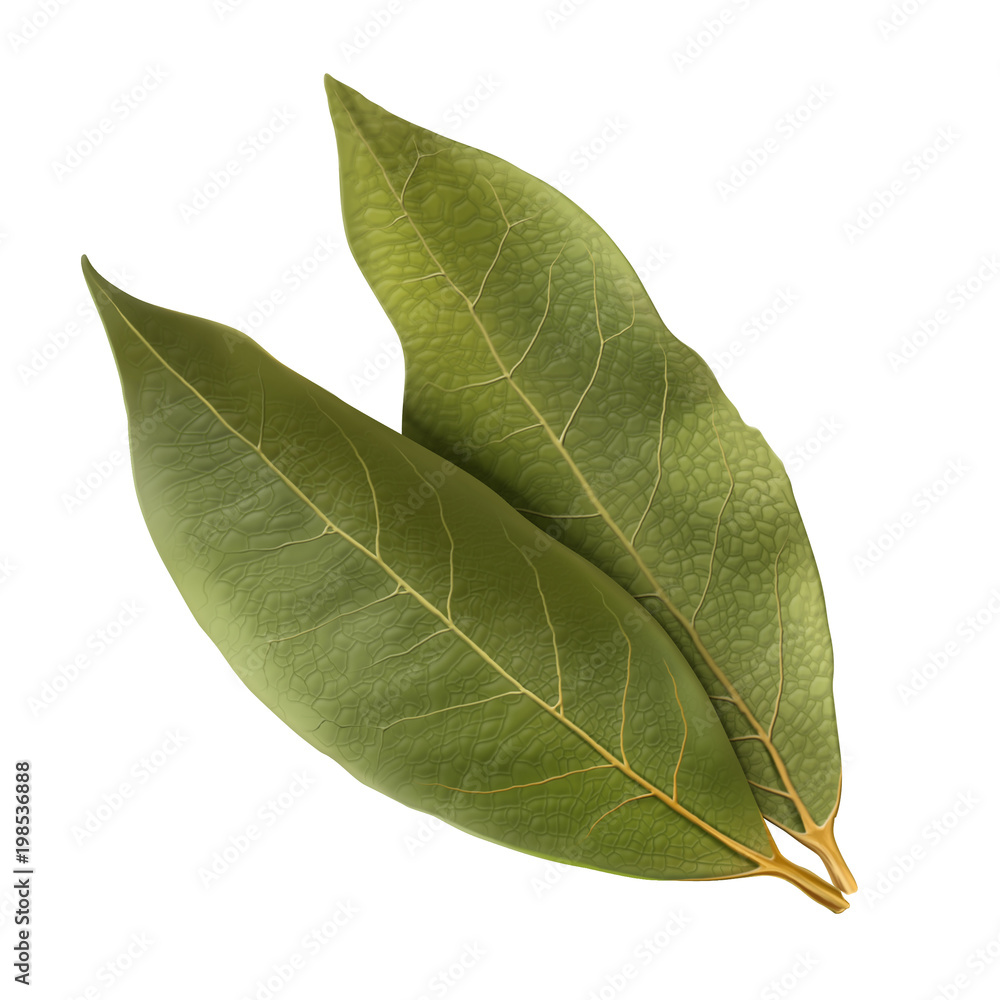Obraz premium Bay leaf illustration