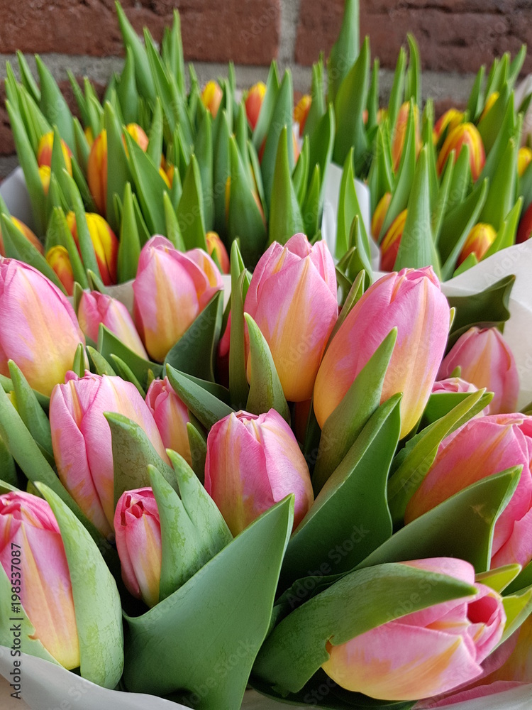 Fototapeta premium Tulipany w Holandii, Amsterdamie