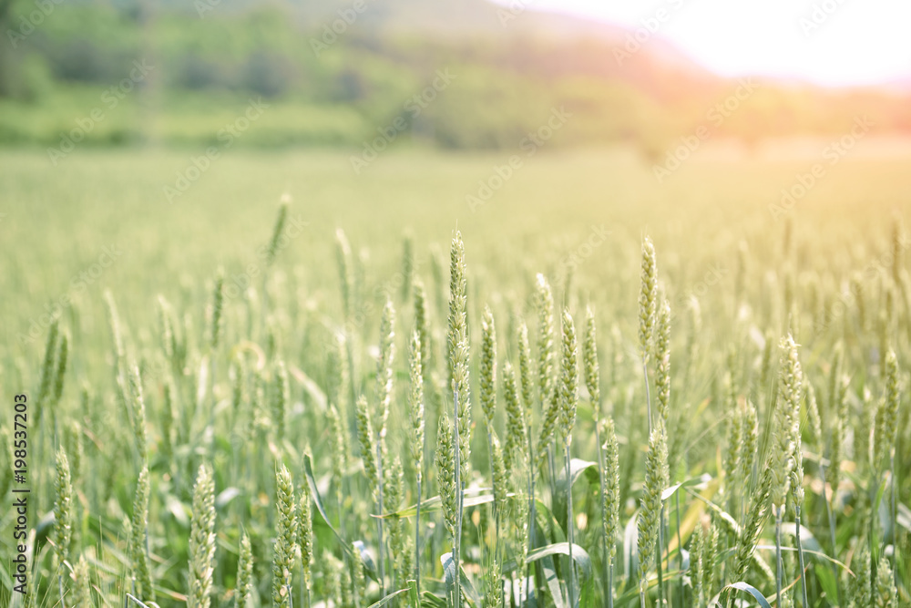 Obraz premium Green wheat field and sunny day.