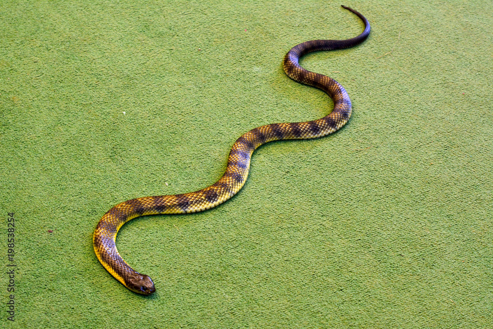 Naklejka premium Eastern tiger snake (Notechis scutatus scutatus) indoor on green carpet floor.