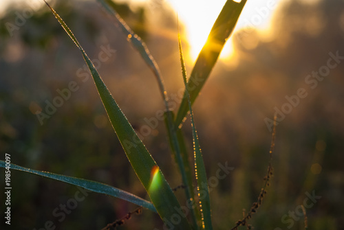 Happy new day concept: Stunning yellow meadow sunrise with bokeh light background.