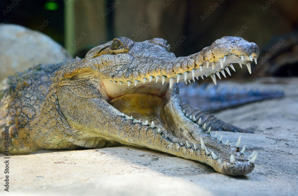 Fototapeta premium Head of freshwater crocodile (Crocodylus johnsoni)