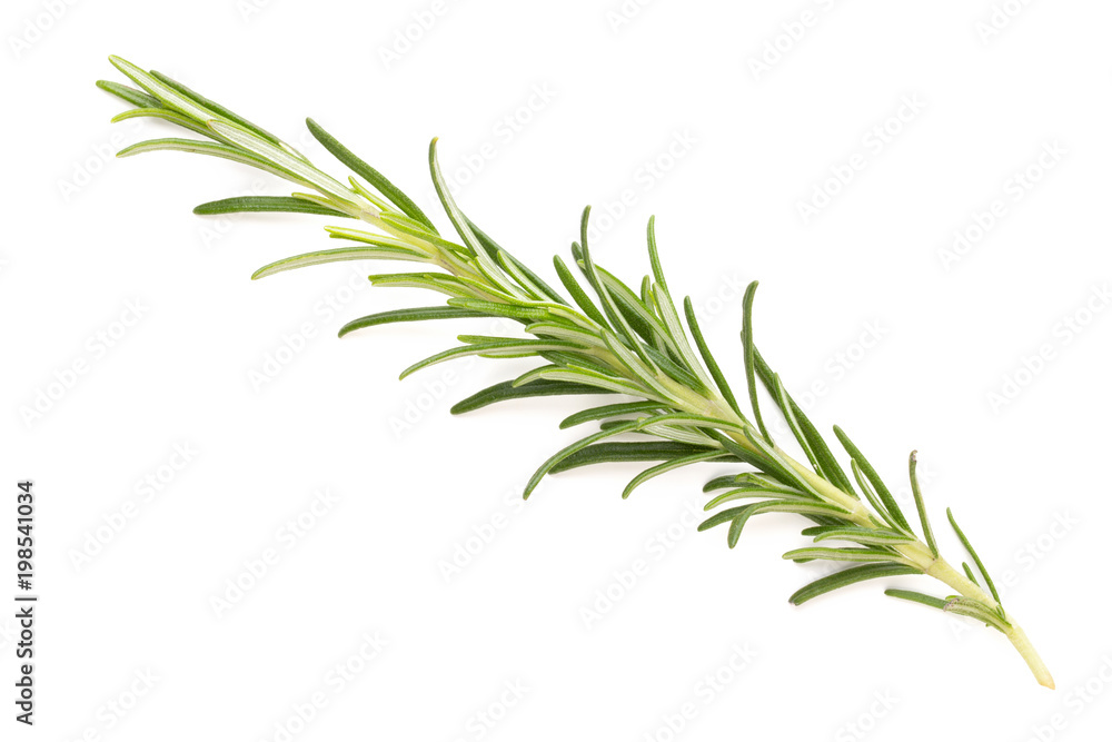 Fototapeta premium Rosemary spice on the white background.