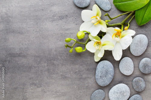 Beauty orchid on a gray background. Spa scene.