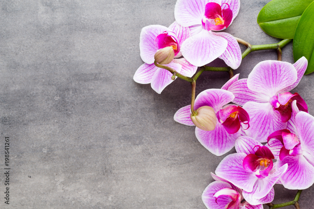 Fototapeta premium Beauty orchid on a gray background. Spa scene.