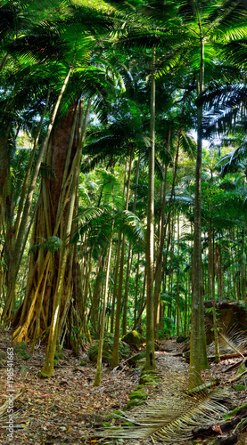Tropical forest in Lamington National Park, Australia.