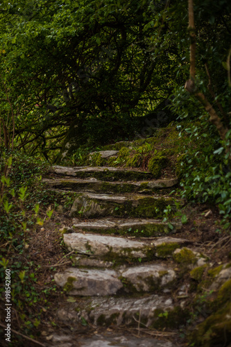 Pathway in the Forest