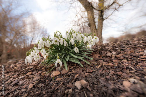 Fototapeta Naklejka Na Ścianę i Meble -  Blooming snowdrops flowers in the garden in spring in front of trees and blue sky 