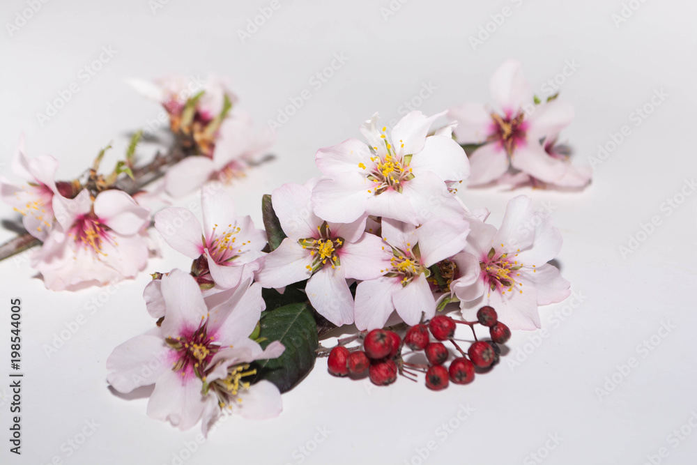 Spring flowers from trees Spring flowers from trees