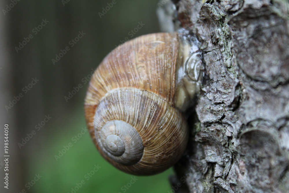 Snail on the tree