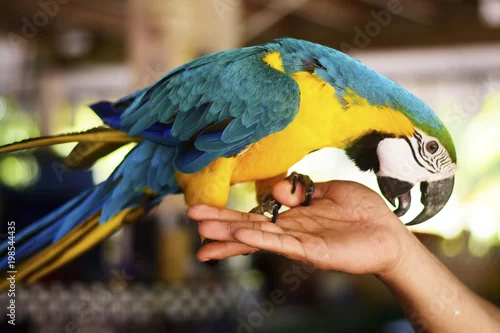 Obraz Barwne piękno ptaków