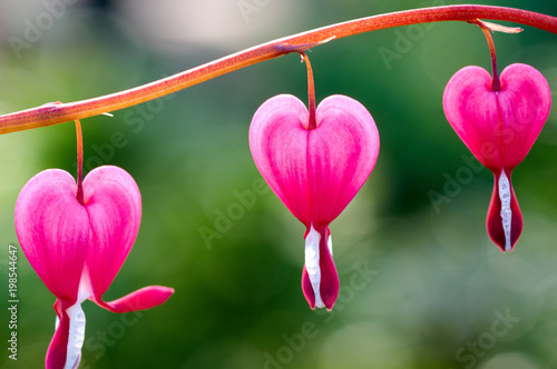 Obraz na plátně Close up of a cluster of bleeding hearts growing in the spring
