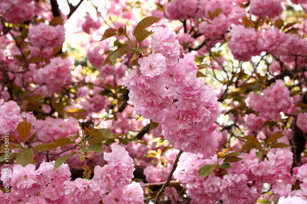Cherry tree branches loaded with pink and ruffled cherry blossoms.
Cherry tree branches loaded with pink and ruffled cherry blossoms.