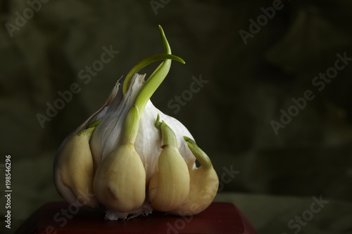 Head of Garlic Gone to Seed