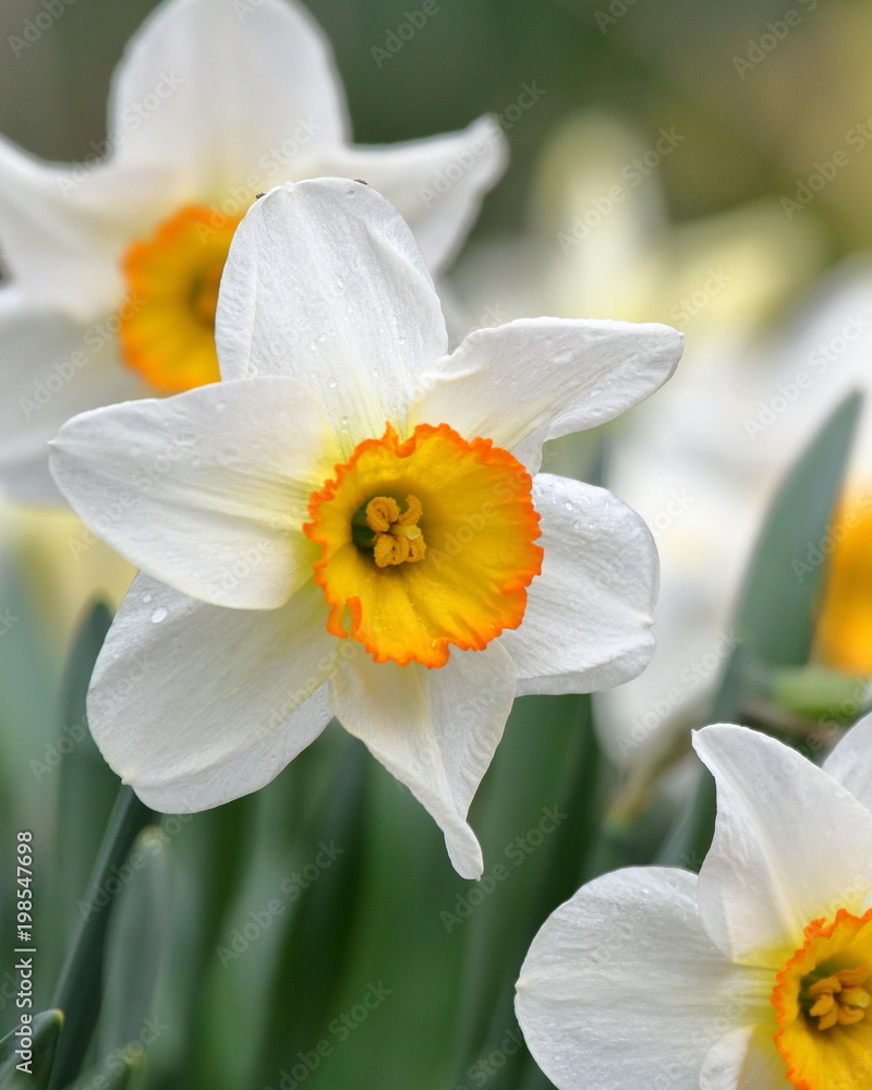 White Daffodils with yellow centers on a rainy spring day. White Daffodils with yellow centers on a rainy spring day.