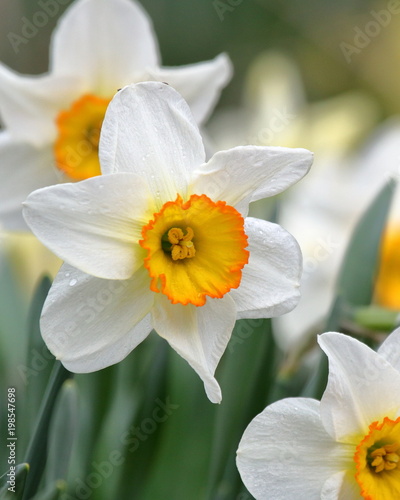 White Daffodils with yellow centers on a rainy spring day.