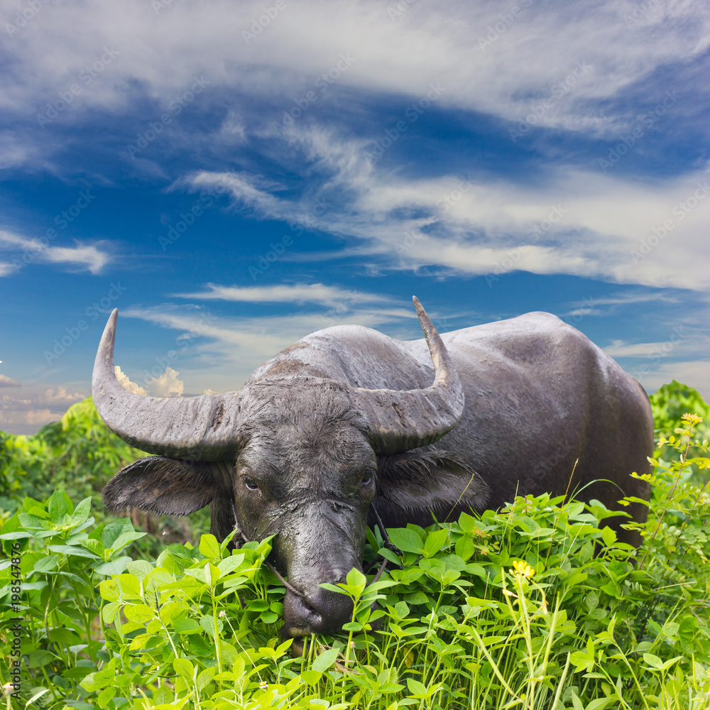 Fototapeta premium A muddy buffalo is chewing grass.