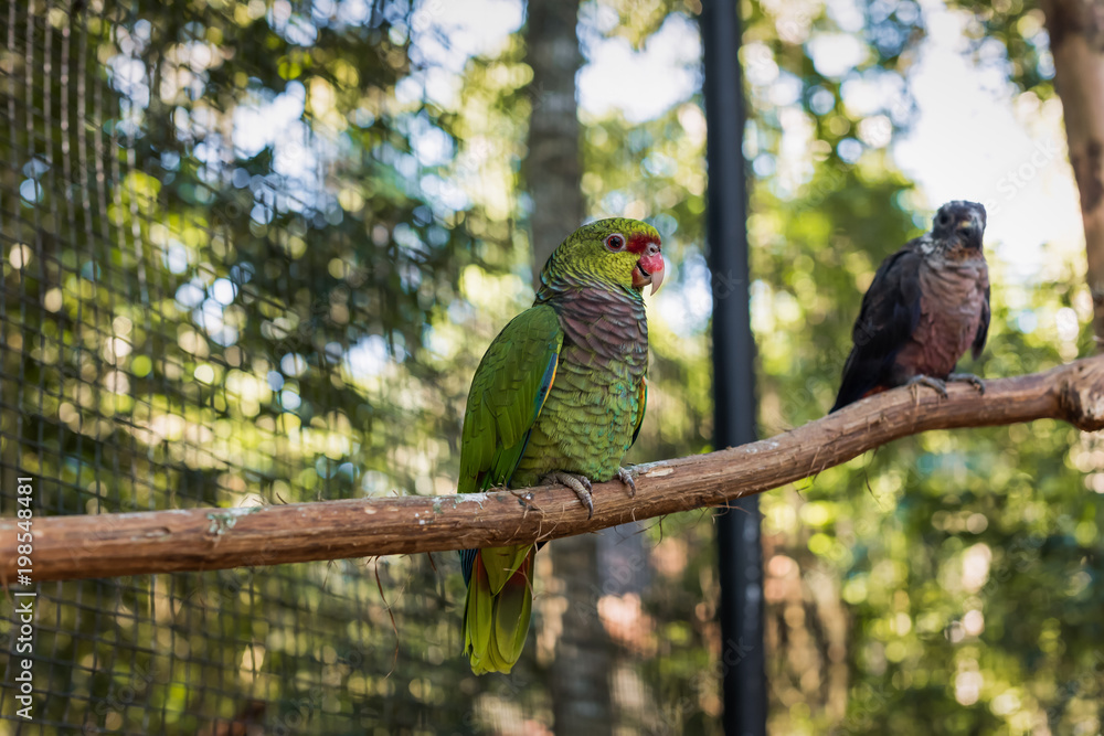 Species of the bird park in Foz do Iguacu Brazil, macaw maracana Species of the bird park in Foz do Iguacu Brazil, macaw maracana