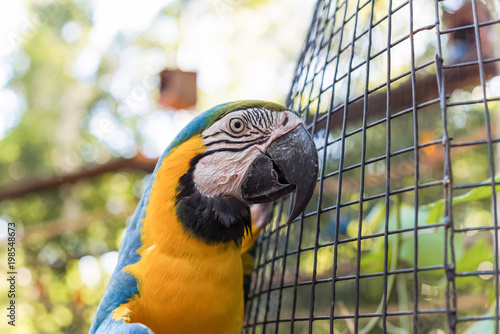 Species of the bird park in Foz do Iguacu Brazil, ararauna