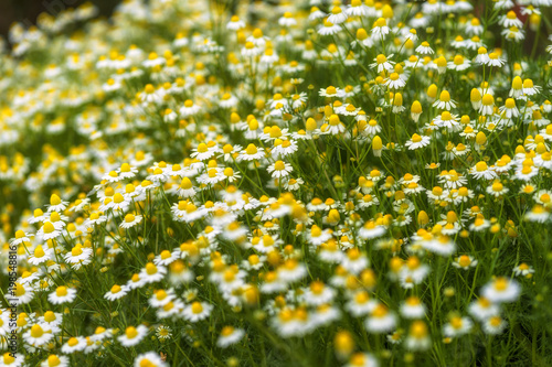 Flower Farm Angkhang, Thailand photo