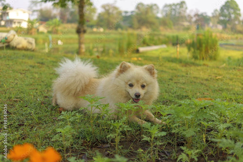 The cute and mischievous of white dogs. The cute and mischievous of white dogs.