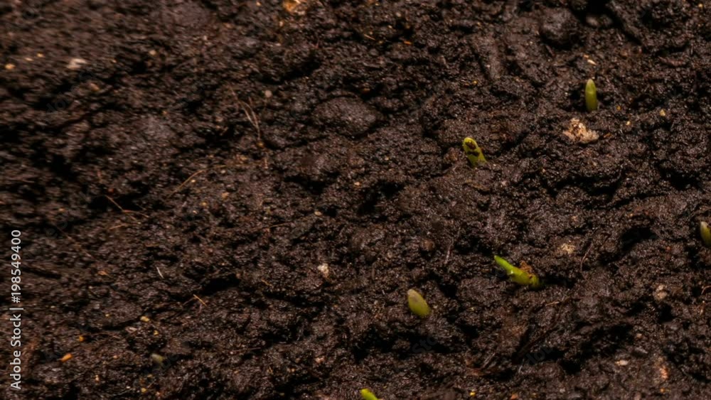 Rising grass, time laps, the concept of the beginning of a new life Rising grass, time laps, the concept of the beginning of a new life