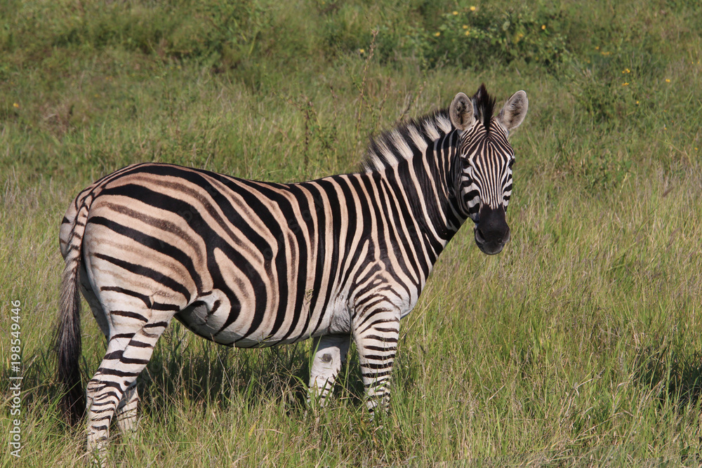 Obraz premium Wild Zebra on South Africa Safari