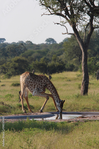 Wild Giraffes on South Africa Safari