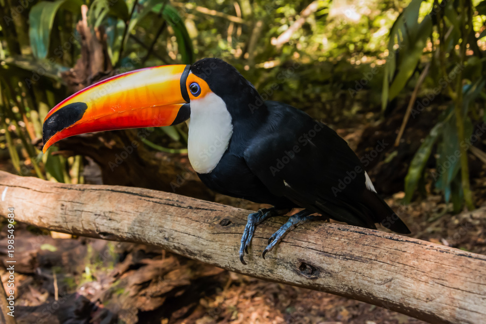 Naklejka premium Species of the bird park in Foz do Iguacu Brazil, toucan toco