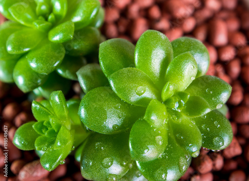 Succulent plant stonecrop, fresh leaves detail of Anacampseros photo