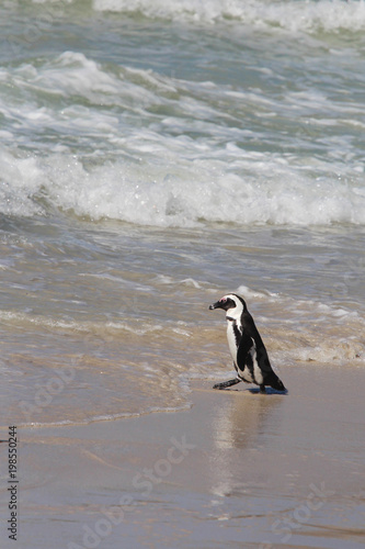 Wild jackass penguin on South African beach