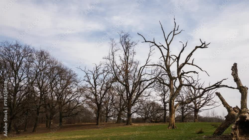 Cloudy sky Time Lapse scenic, over dry and death oaks. Bare Trees in natural Reserve, similar to Savannah, Baraggia, Italy Cloudy sky Time Lapse scenic, over dry and death oaks. Bare Trees in natural Reserve, similar to Savannah, Baraggia, Italy
