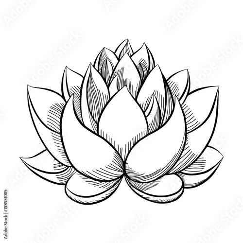  lotus flower bloom. 