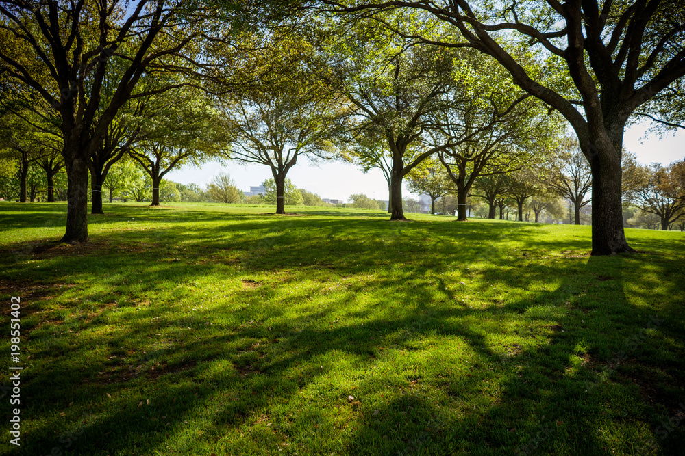 Fototapeta premium Trees and grass in the city park on a sunny spring morning in Dallas