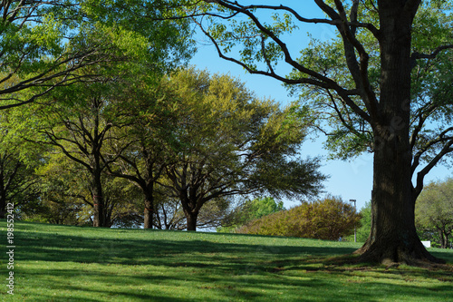 Fototapeta Naklejka Na Ścianę i Meble -  Trees and grass in the city park on a sunny spring morning in Dallas