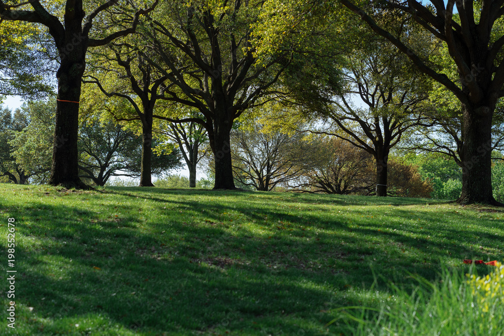 Trees and grass in the city park on a sunny spring morning in Dallas Trees and grass in the city park on a sunny spring morning in Dallas