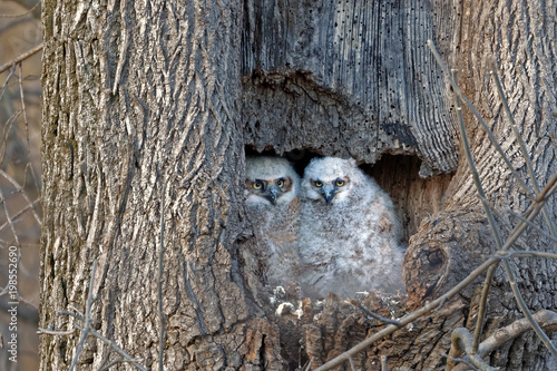 Baby Great Horned Owls Watching From Their Nest