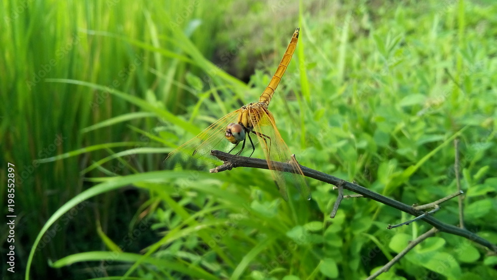 Dragonfly Dragonfly