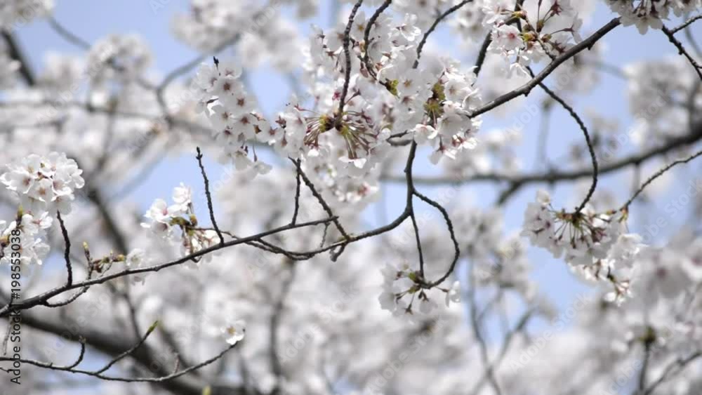 満開の桜の枝先 満開の桜の枝先