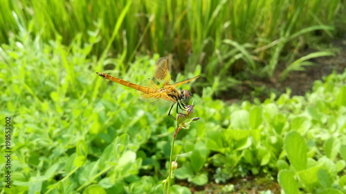 Dragonfly © Ashish