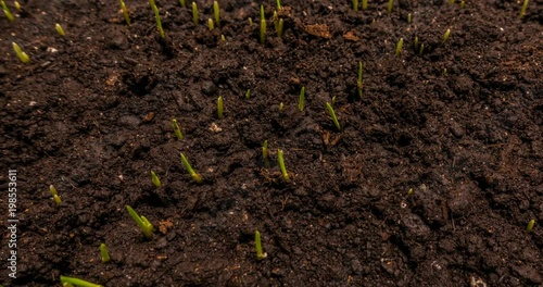 Rising grass, time laps, the concept of the beginning of a new life photo