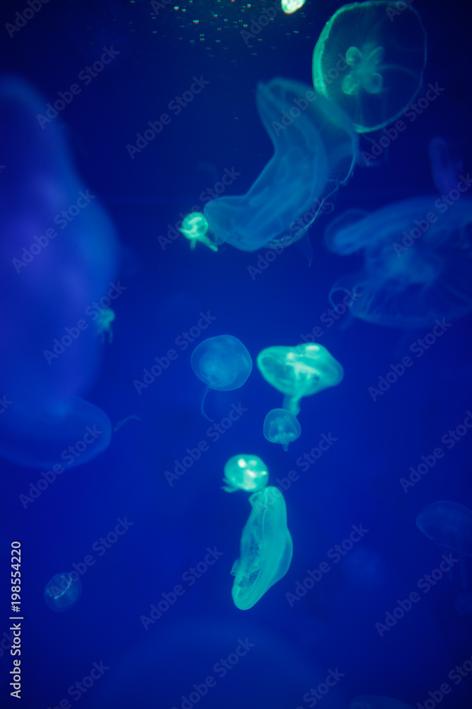 Group of translucent jellyfish.